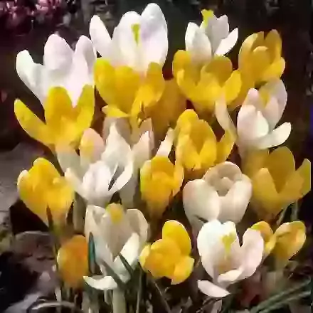 Large Flowering Mixture of Yellow & White